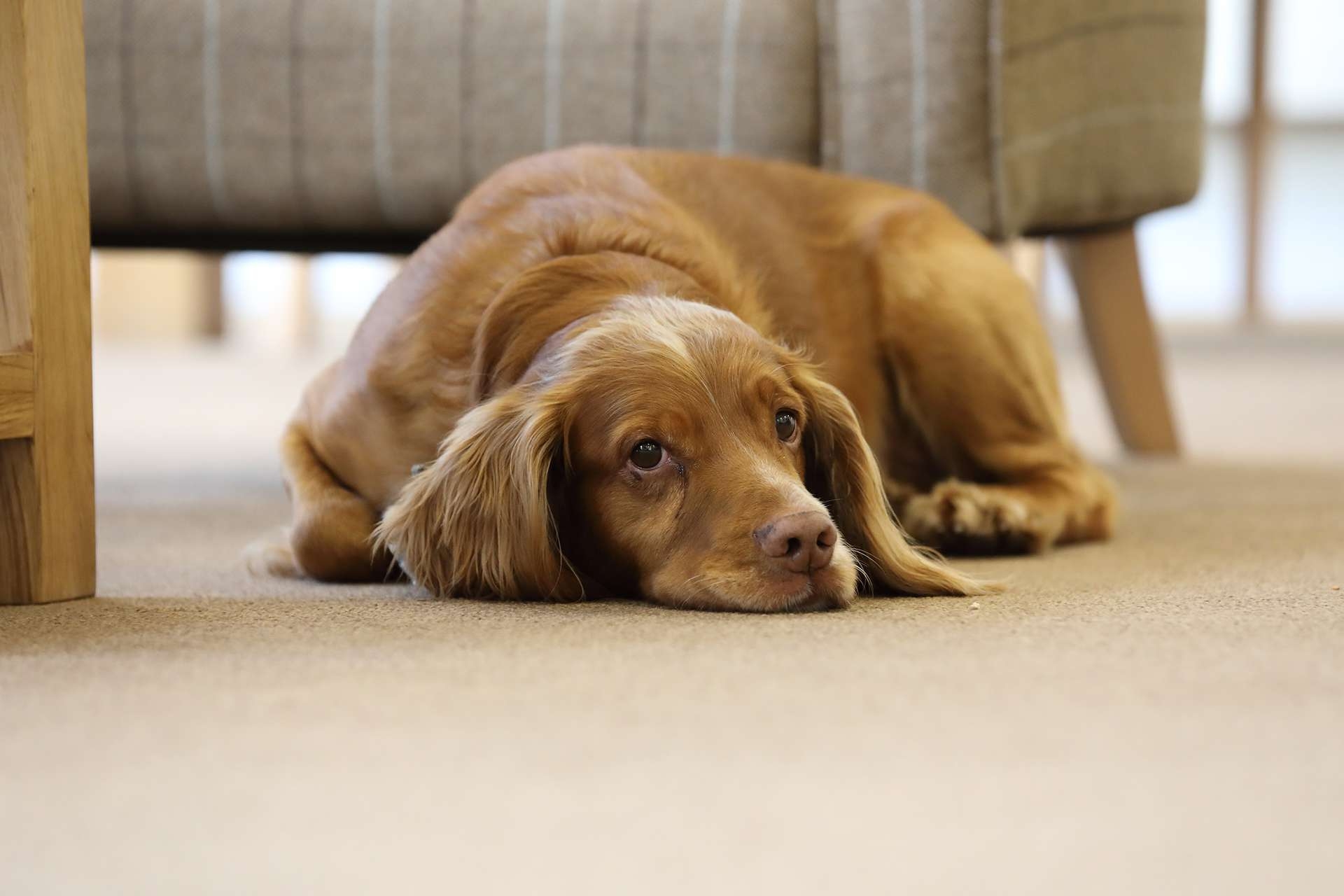 CCH Image displaying a vesting spaniel laid on the floor looking around